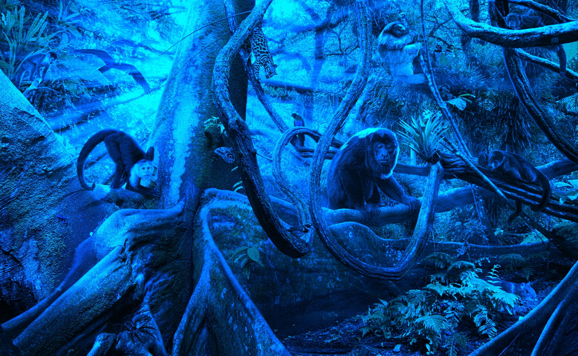 Stefano Trumpy: “Internet è come la foresta pluviale: lasciatela crescere libera”