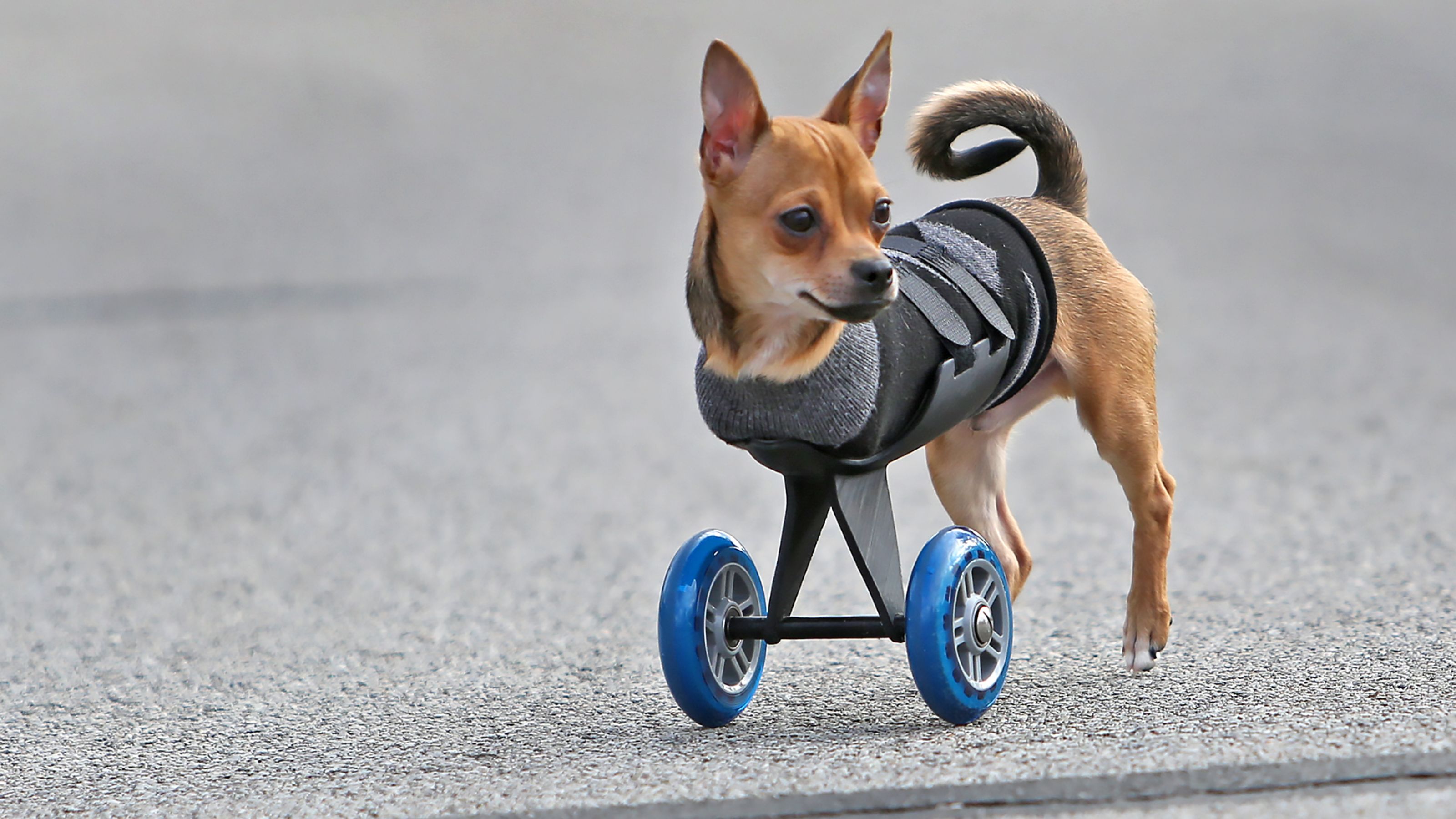 TurboRoo, il cucciolo che cammina grazie a una protesi stampata in 3D