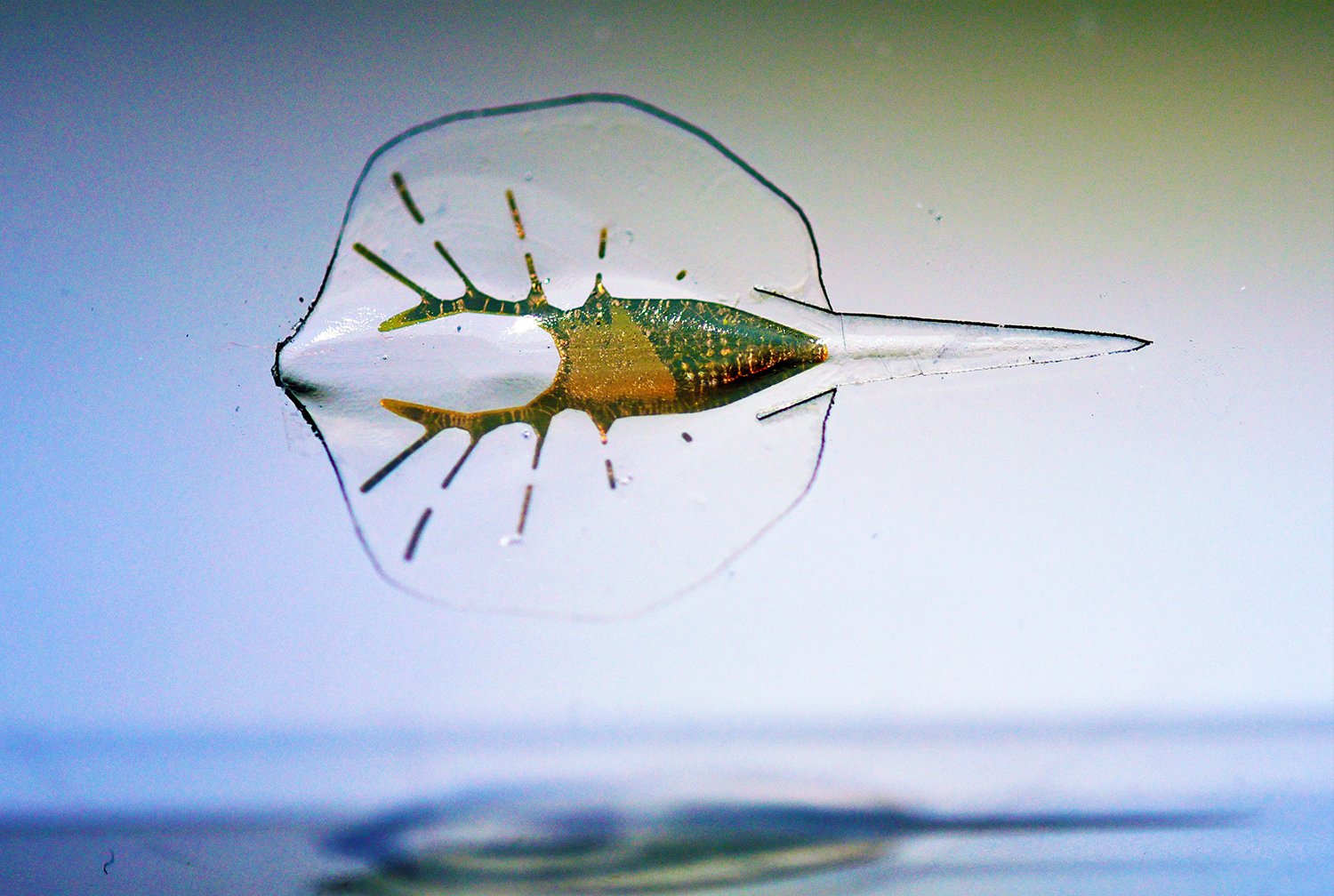 Il pesce cyborg a forma di razza che nuota grazie alla luce