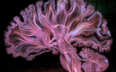 Le 10 migliori visualizzazioni scientifiche dell’anno