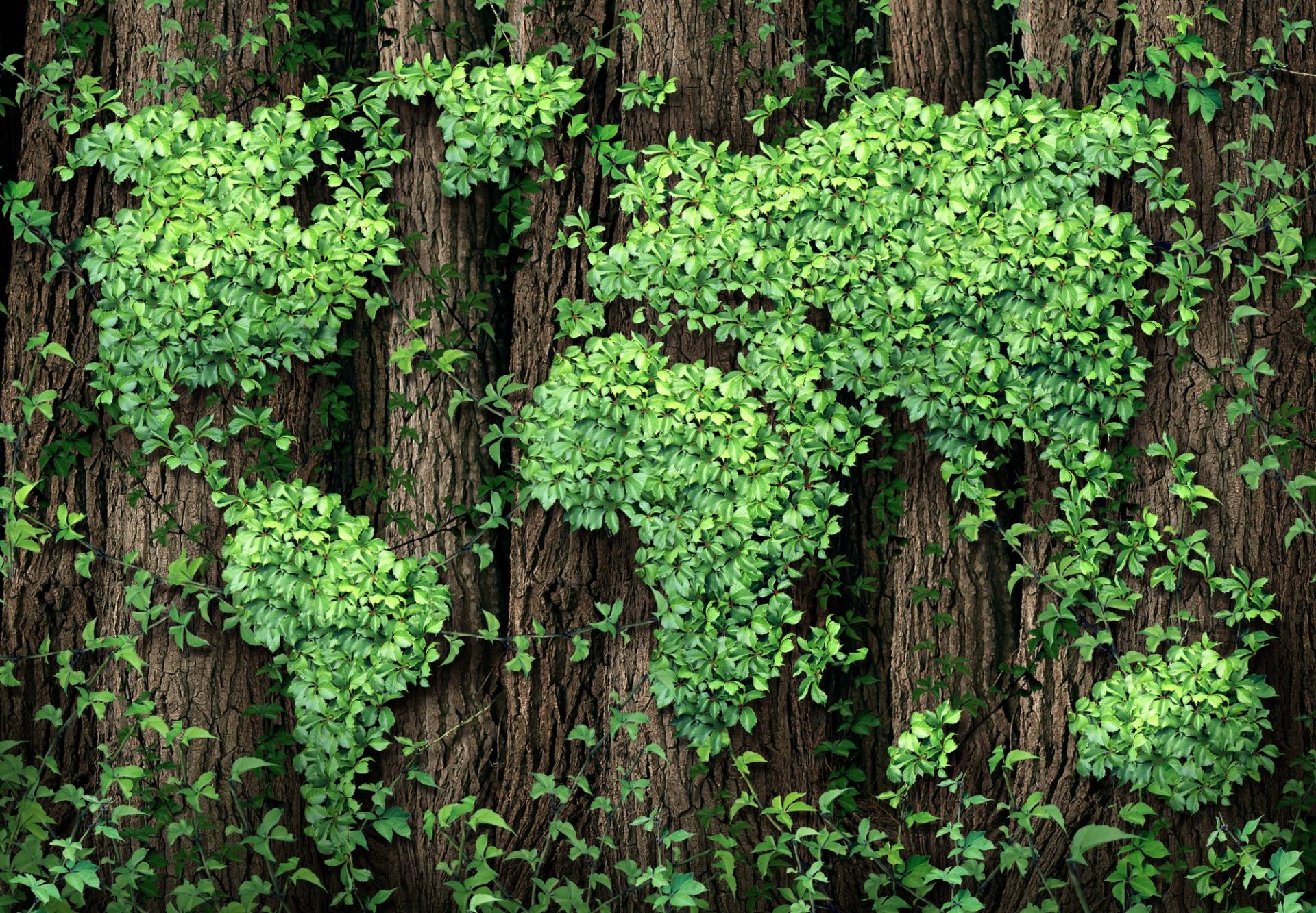 Aziende green italiane: sono 355mila ed esportano di più