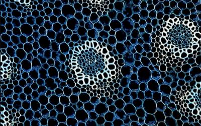 Gli organi stampati in 3D cambieranno la salute del futuro