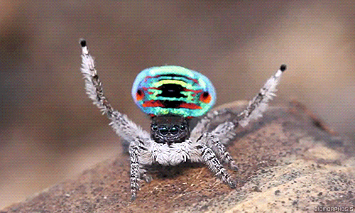 Il ragno pavone che ha ispirato il ragno robot morbido
