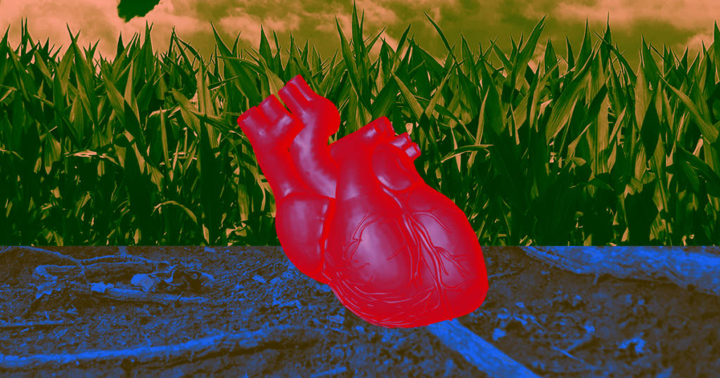 cuore in laboratorio