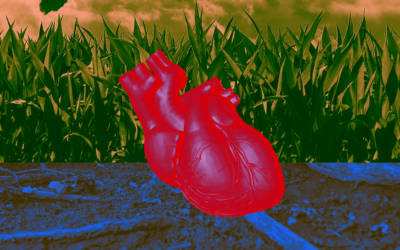 Un cuore creato in laboratorio può battere come un cuore vero