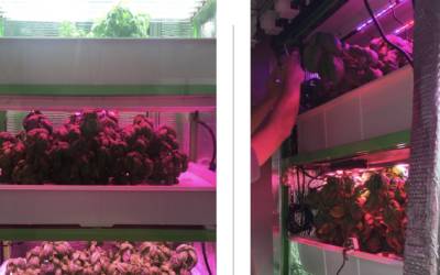Il Robot che vuole rivoluzionare il Pesto alla Genovese, con un basilico migliore