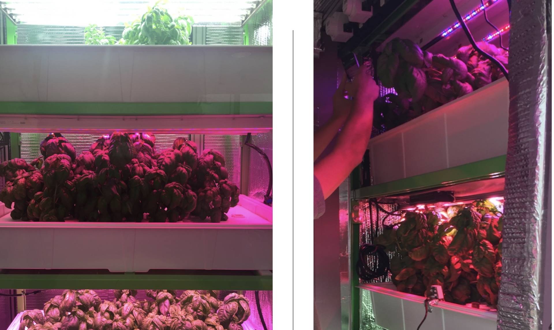 Il Robot che vuole rivoluzionare il Pesto alla Genovese, con un basilico migliore