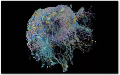 Connettività cerebrale di un animale, la più grande mappa ad alta risoluzione è di Google