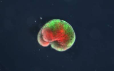 Robot vivente, il primo costruito è fatto con cellule staminali di rana