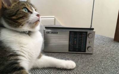 Musica per gatti: combattere lo stress a ritmo di fusa