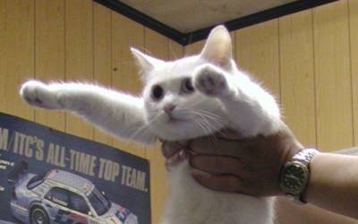 Il web piange Nobiko, il “gatto lungo” diventato la star dei meme