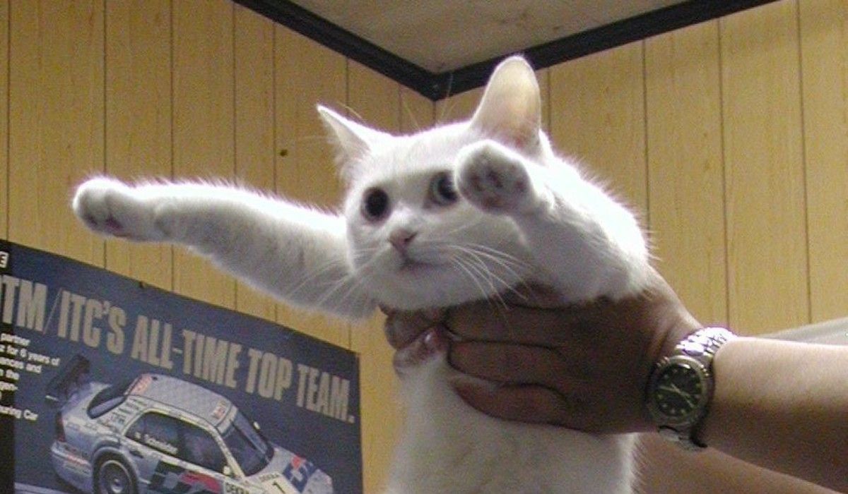 Il web piange Nobiko, il “gatto lungo” diventato la star dei meme