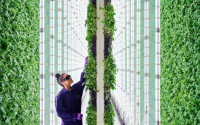 Agricoltura del futuro: verticale e robotizzata